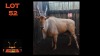 LOT 52 1X ELAND M:1