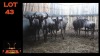 LOT 43 6X BLOUWILDEBEES M:1 V/F:4 (Per Piece to take the lot/Per stuk om lot te neem)