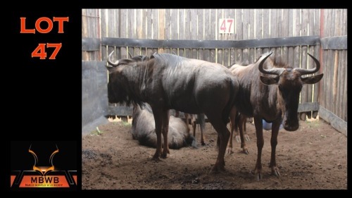 LOT 47 5X BLOUWILDEBEES V/F:5 (Per Piece to take the lot/Per stuk om lot te neem)