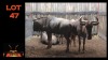 LOT 47 5X BLOUWILDEBEES V/F:5 (Per Piece to take the lot/Per stuk om lot te neem)