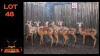 LOT 48 9X ROOIBOK M:9 (Per Piece to take the lot/Per stuk om lot te neem)