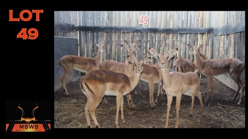 LOT 49 11X ROOIBOK M:1 V/F:10 (Per Piece to take the lot/Per stuk om lot te neem)