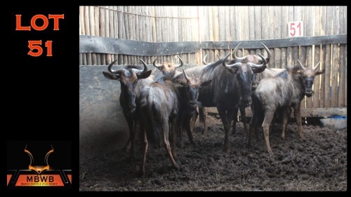 LOT 51 7X BLOUWILDEBEES M:1 V/F:4 (Per Piece to take the lot/Per stuk om lot te neem)