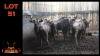 LOT 51 7X BLOUWILDEBEES M:1 V/F:4 (Per Piece to take the lot/Per stuk om lot te neem)