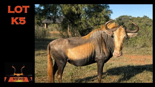 LOT K-5 1X KONINGS WILDEBEES M:1