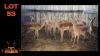 LOT 53 14X ROOIBOK M:1 V/F:13 (Per Piece to take the lot/Per stuk om lot te neem)