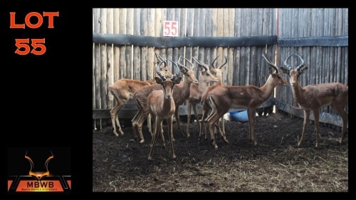 LOT 55 8X ROOIBOK M:8 (Per Piece to take the lot/Per stuk om lot te neem)