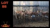 LOT 55 8X ROOIBOK M:8 (Per Piece to take the lot/Per stuk om lot te neem)