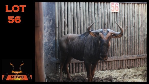 LOT 56 1X BLOUWILDEBEES M:1