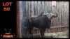LOT 56 1X BLOUWILDEBEES M:1