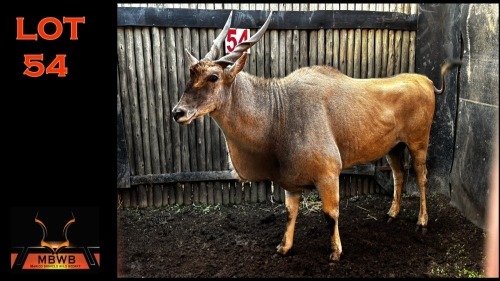 LOT 54 1X ELAND M:1