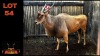 LOT 54 1X ELAND M:1