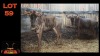 LOT 59 4X BLOUWILDEBEES V/F:4 (Per Piece to take the lot/Per stuk om lot te neem)