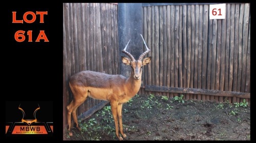 LOT 61A 1X SADDLEBACK M:1