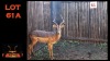 LOT 61A 1X SADDLEBACK M:1