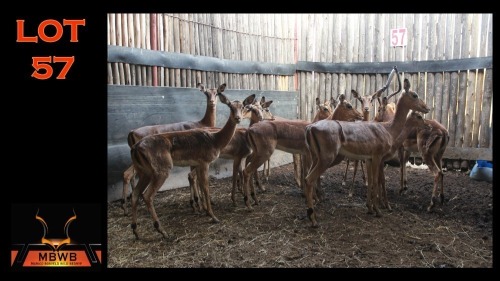 LOT 57 12X ROOIBOK M:1 V/F:11 (Per Piece to take the lot/Per stuk om lot te neem)