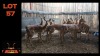LOT 57 12X ROOIBOK M:1 V/F:11 (Per Piece to take the lot/Per stuk om lot te neem)