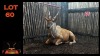 LOT 60 1X ELAND M:1