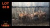 LOT 61B 12X ROOIBOK V/F:12 (Per Piece to take the lot/Per stuk om lot te neem)