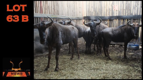 LOT 63B 5X BLOUWILDEBEES V/F:5 (Per Piece to take the lot/Per stuk om lot te neem)