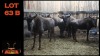 LOT 63B 5X BLOUWILDEBEES V/F:5 (Per Piece to take the lot/Per stuk om lot te neem)