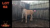 LOT 62 1X ELAND M:1