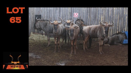 LOT 65 7X BLOUWILDEBEES M:1 V/F:6 (Per Piece to take the lot/Per stuk om lot te neem)