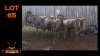 LOT 65 7X BLOUWILDEBEES M:1 V/F:6 (Per Piece to take the lot/Per stuk om lot te neem)