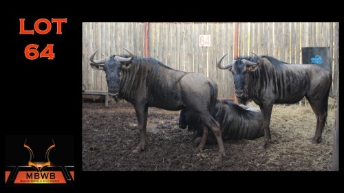 LOT 64 3X BLOUWILDEBEES M:3 (Per Piece to take the lot/Per stuk om lot te neem)