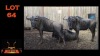 LOT 64 3X BLOUWILDEBEES M:3 (Per Piece to take the lot/Per stuk om lot te neem)