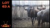 LOT 63A 1X BLOUWILDEBEES M:1
