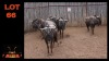 LOT 66 5X BLOUWILDEBEES M:5 (Per Piece to take the lot/Per stuk om lot te neem)