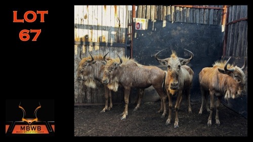 LOT 67 4X GOUEWILDEBEES V/F:4 (Per Piece to take the lot/Per stuk om lot te neem)
