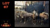 LOT 67 4X GOUEWILDEBEES V/F:4 (Per Piece to take the lot/Per stuk om lot te neem)