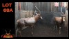 LOT 68A 4X BLESBOK M:4 (Per Piece to take the lot/Per stuk om lot te neem)