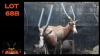 LOT 68B 2X BLESBOK M:2 (Per Piece to take the lot/Per stuk om lot te neem)