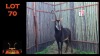 LOT 70 1X SABLE M:1