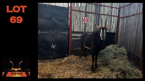 LOT 69 1X SABLE M:1