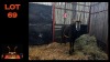 LOT 69 1X SABLE M:1
