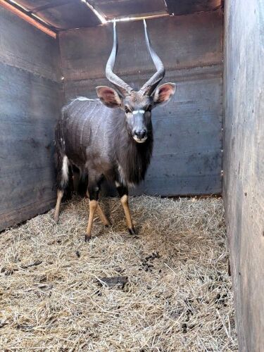 LOT K-4 1X NYALA M:1