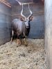 LOT K-4 1X NYALA M:1