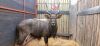 LOT 29B 1X NYALA M:1