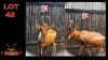 LOT 42A 1X ROOIHARTBEESTE M1