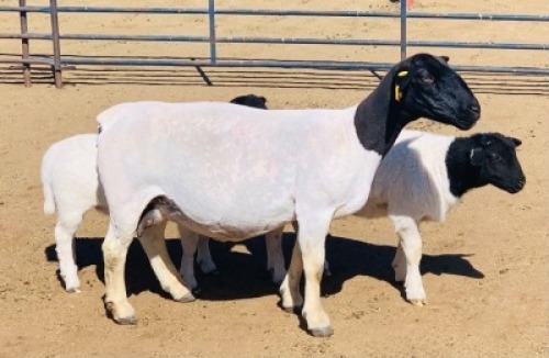 1x DORPER OOI/EWE Kowie de Witt Dorpers TIEPE 5