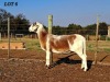 1 X MEATMASTER RECORDED EWE HAKUNA MATATA MEATMASTERS - 2