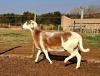 1 X MEATMASTER RECORDED EWE HAKUNA MATATA MEATMASTERS - 3
