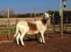 1 X MEATMASTER RECORDED EWE HAKUNA MATATA MEATMASTERS - 4