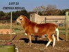 1 X MEATMASTER RECORDED RAM HAKUNA MATATA MEATMASTERS - 2