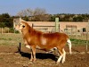 1 X MEATMASTER RECORDED RAM HAKUNA MATATA MEATMASTERS - 3