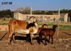 1+2 X MEATMASTER RECORDED EWE HAKUNA MATATA MEATMASTERS - 2